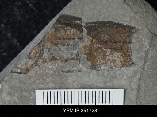 Eurypterus sp.