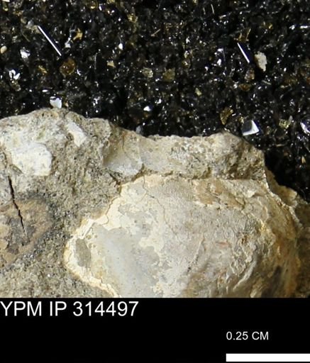 undet. Bivalvia