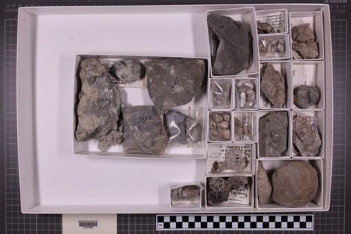 mixed taxa, stratigraphic collection