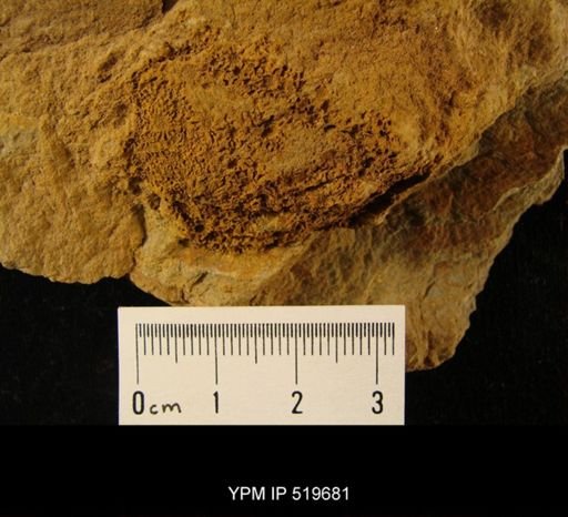 Camptostroma sp.