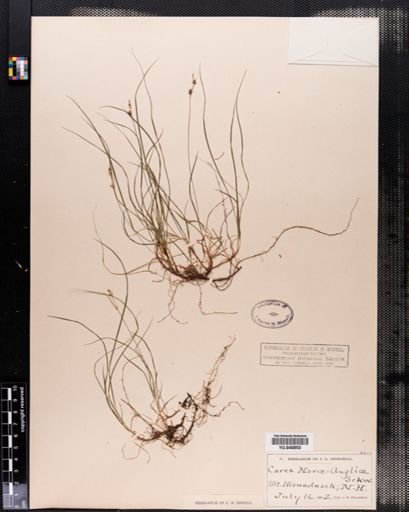 Plantae