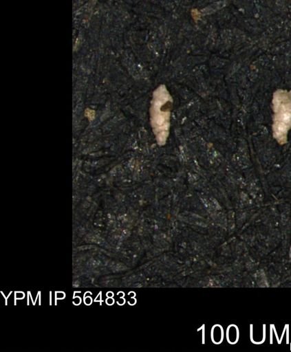 Verneuilinoides kansasensis