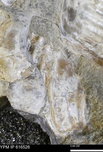 Inoceramus crippsii barabini