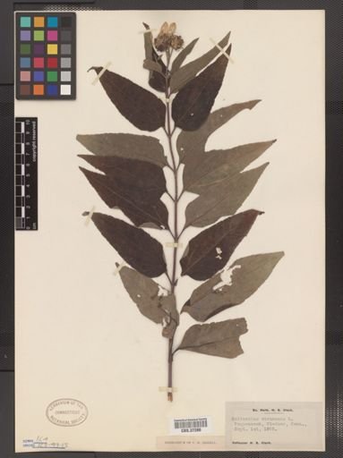 Helianthus strumosus