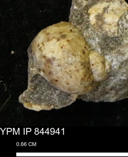 undet. Gastropoda