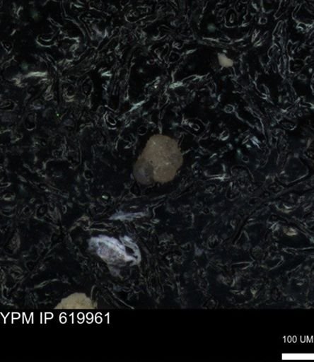 undet. Foraminiferida