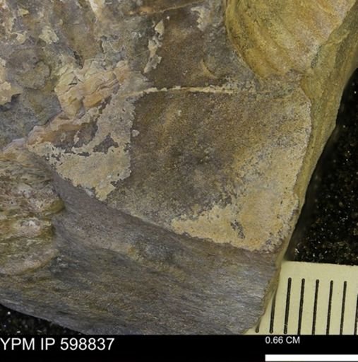 Hoploscaphites sp.