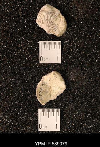 Dinorthis subquadrata