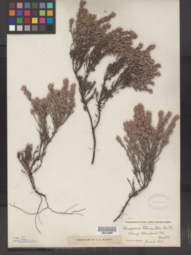 Hudsonia tomentosa
