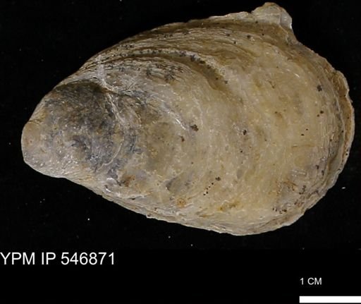 Ostrea virginiana