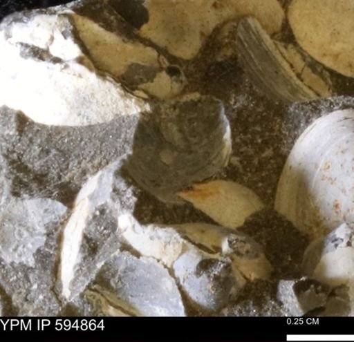 Limopsis striatopunctatus