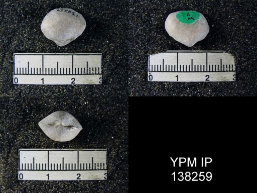 Orthis (Schizophoria) indica