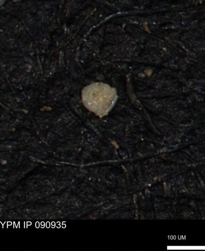 Coccolthiophyceae