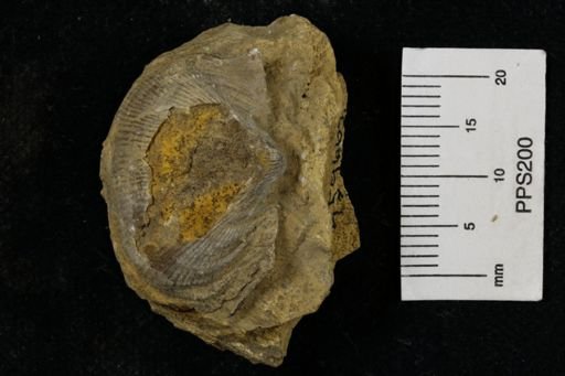 Linoproductus prattenianus