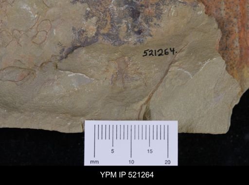undet. Choiidae