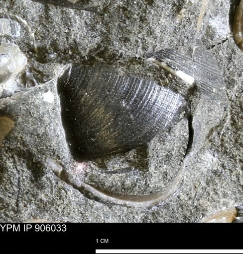 Limopsis striatopunctatus