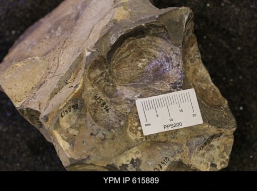 Inoceramus sp.