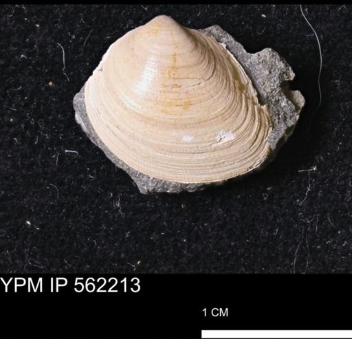 Limopsis striatopunctatus