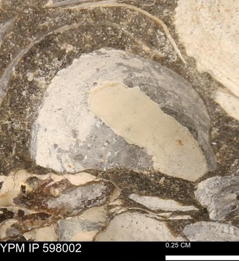 Protocardia?