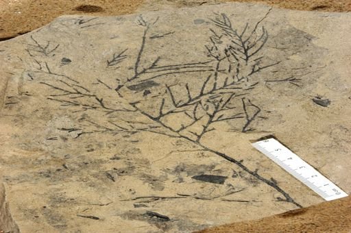 Sphenolepsis condita