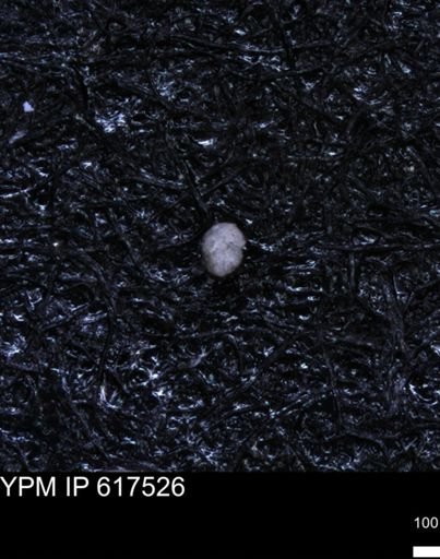 undet. Foraminiferida