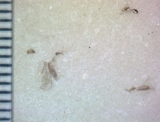 undet. Diptera