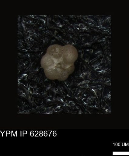 undet. Foraminiferida