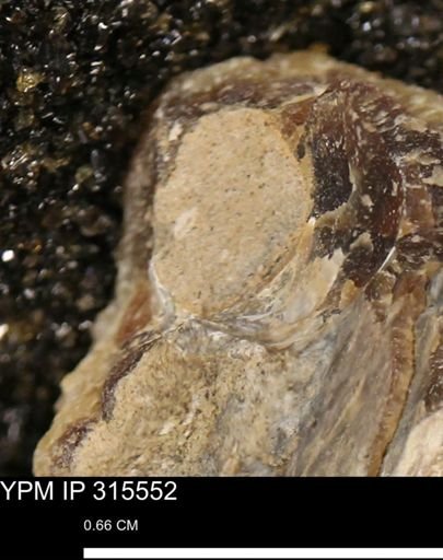 Mollusca