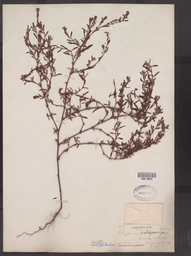 Polygonum prolificum