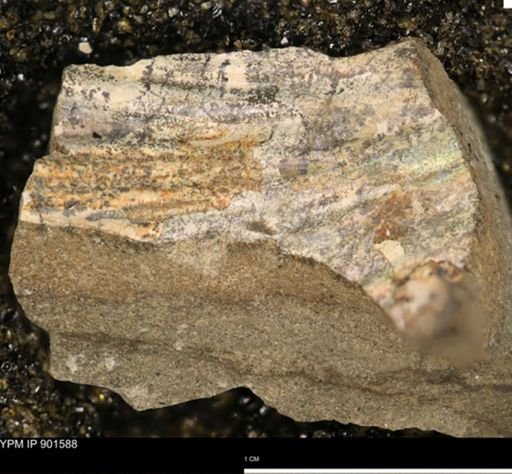 undet. Ammonoidea