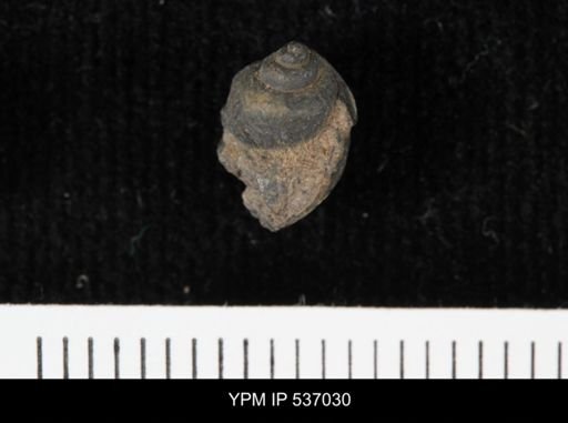 Viviparus montanaensis