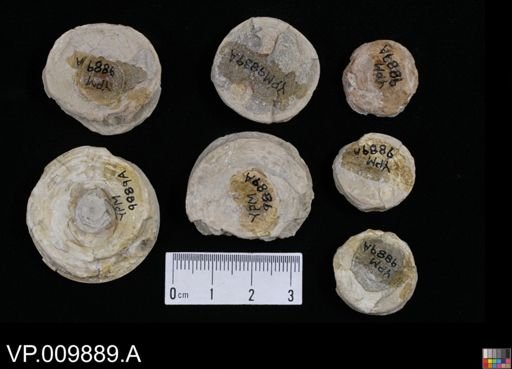 undet. Chondrichthyes