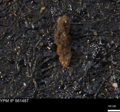 Verneuilinoides hectori