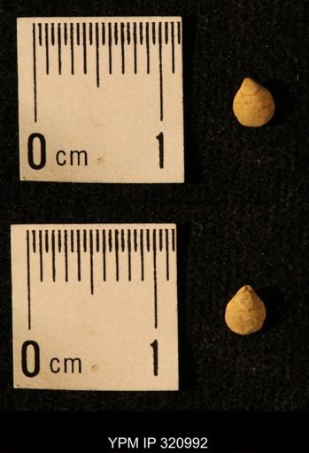 Dielasma elongatum