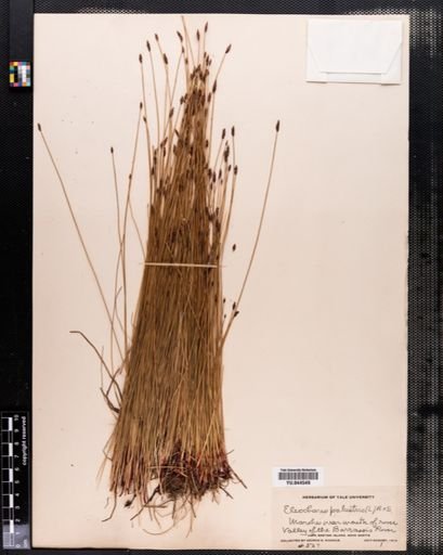 Eleocharis palustris