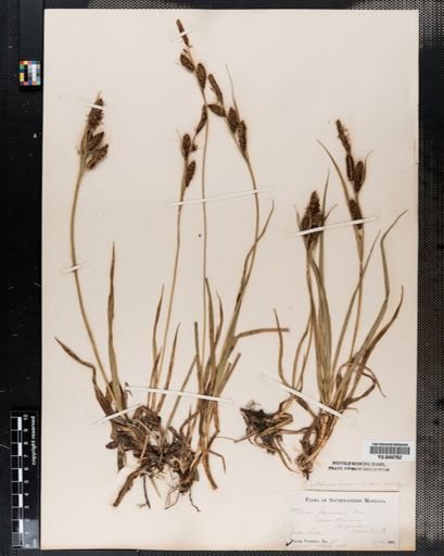Carex