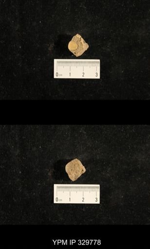 Euphemites carbonarius