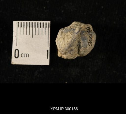 Chonetes subliratus