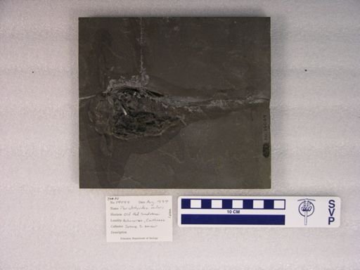 Pterichthyodes milleri