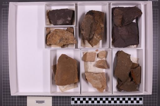 mixed taxa, stratigraphic collection