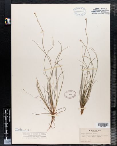 Carex eburnea