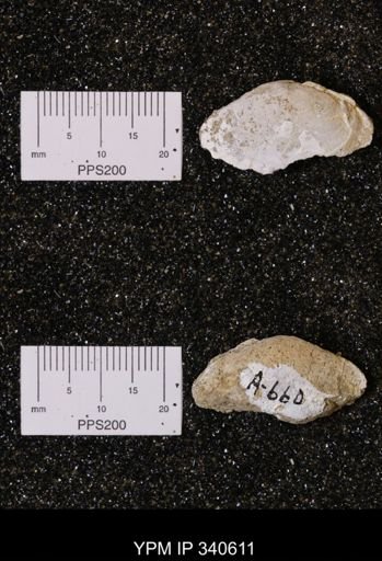 Corbicula sp.