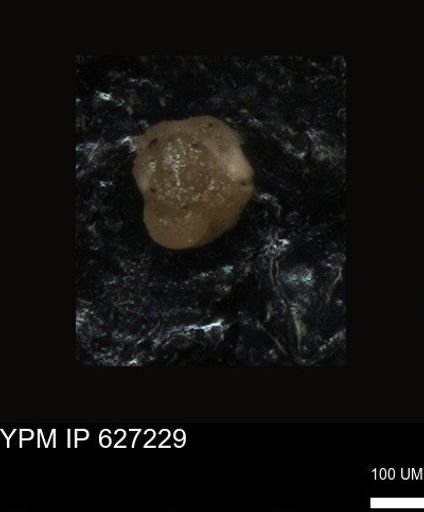 undet. Foraminiferida