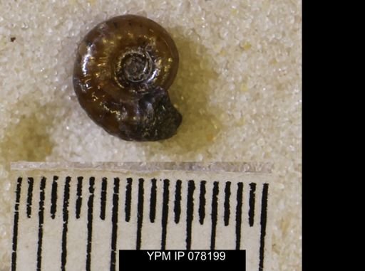 undet. Scaphitidae