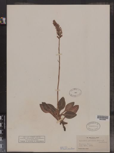 Epipactis pubescens