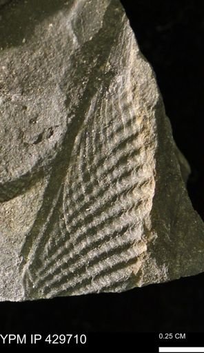 Mucrospirifer sp.