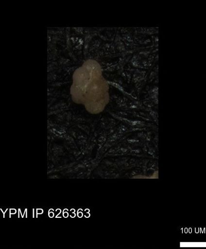 undet. Foraminiferida