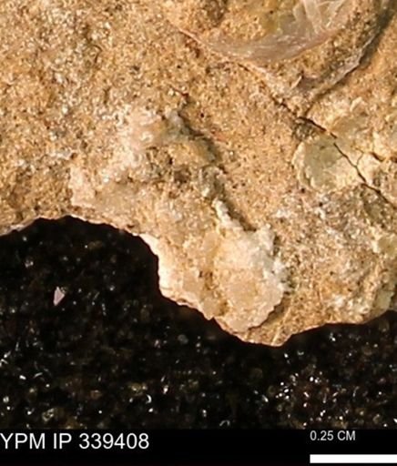 undet. Mollusca
