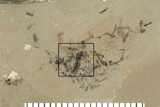 Asilidae?