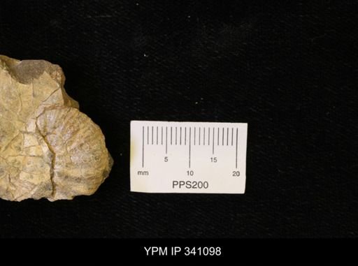 Scaphites sp.